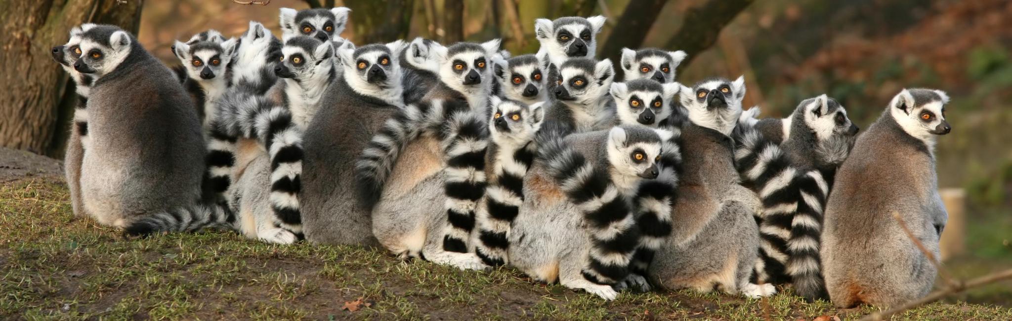 Africa-madagascar-group-of-lemurs
