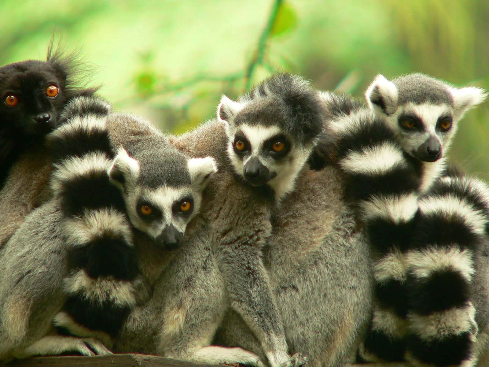 Lemur-desktop-animal-wallpaper