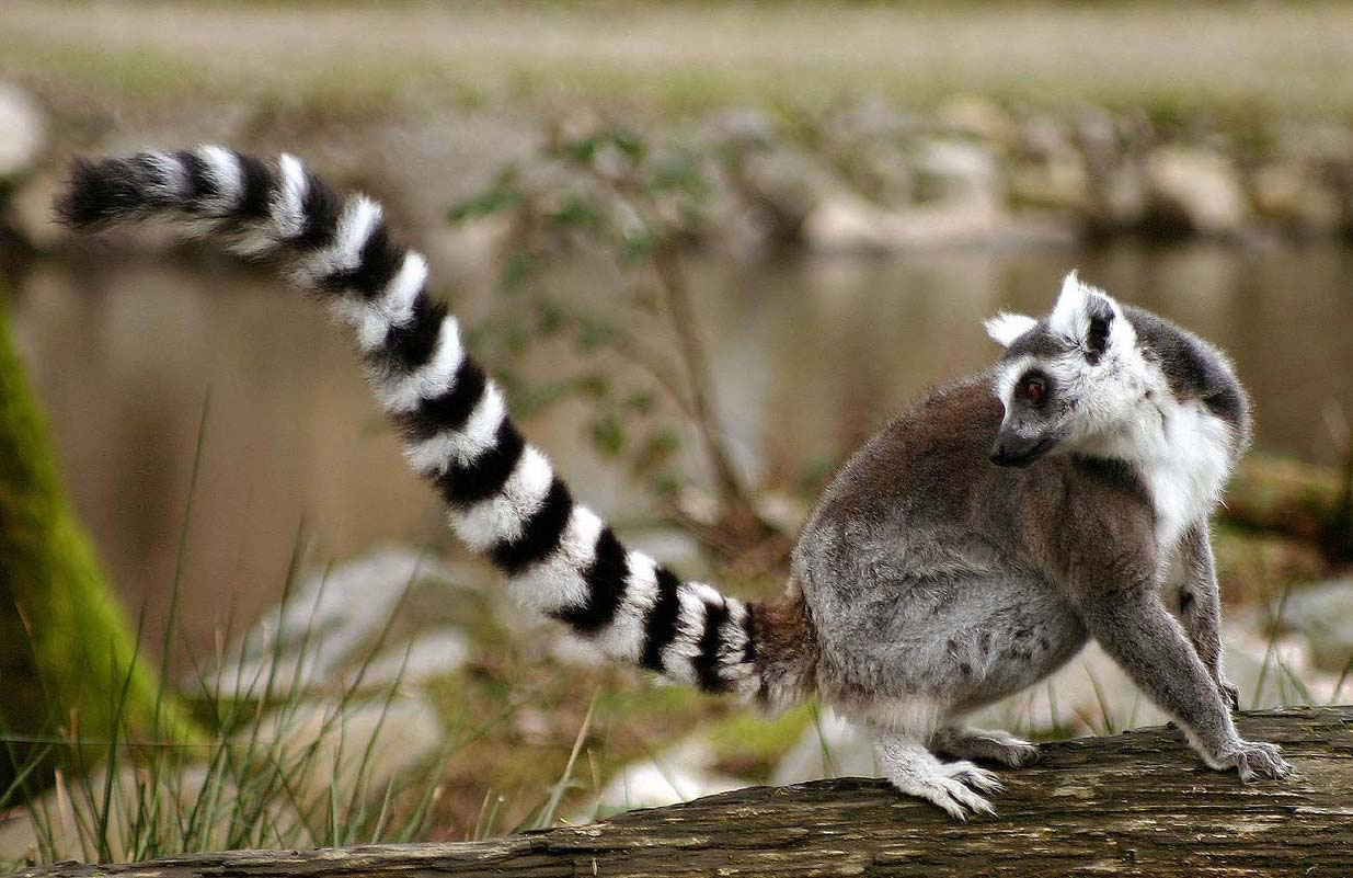 Lemur-tail Jpg